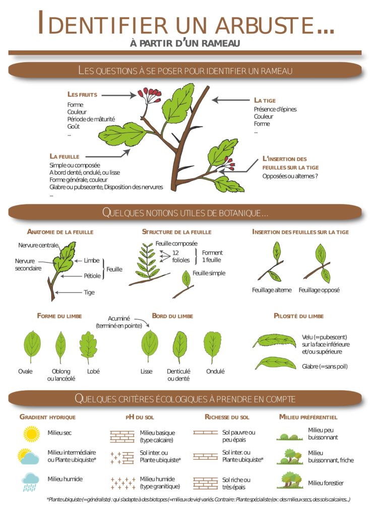 Eléments de botanique-ACV82-FNE