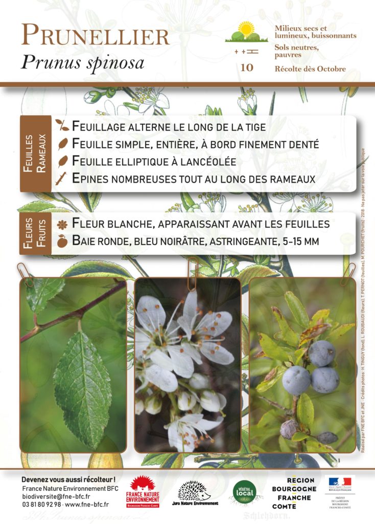 Prunus spinosa-ACV82-FNE