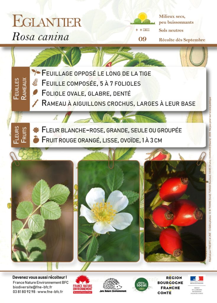 Rosa canina- ACV82-FNE