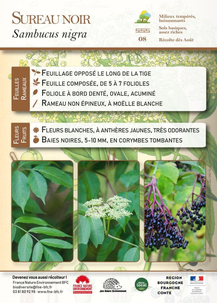 Sambucus nigra-ACV82-FNE