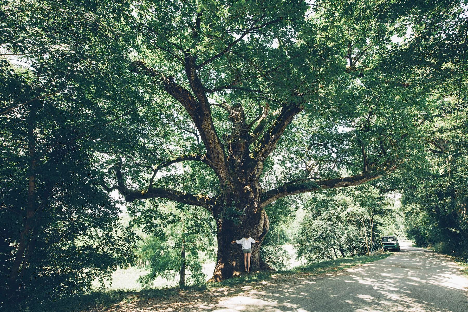 Arbres Remarquables Du Tarn Et Garonne